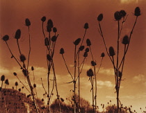 Teasel, Dipsacus fullonum.