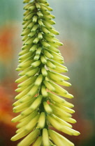 Red Hot Poker, Kniphofia.