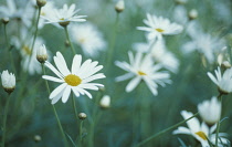 Marguerite, Daisy, Argyranthemum.