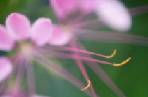 Spiderflower, Cleome, Cleome hassleriana.