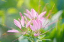 Spiderflower, Cleome, Cleome hassleriana.