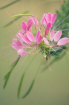 Spiderflower, Cleome, Cleome hassleriana.