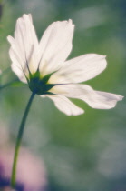 Cosmos, Cosmos bipinnatus.