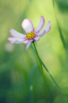 Cosmos, Cosmos bipinnatus.