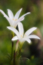 Crinumlily, Crinum.