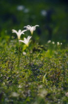 Crinumlily, Crinum.