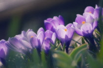 Crocus, Crocus vernus.