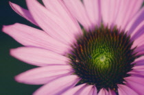 Echinacea, Purple coneflower, Echinacea purpurea.