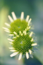 Echinacea, Purple coneflower, Echinacea.