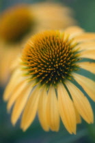 Echinacea, Purple coneflower, Echinacea purpurea 'Harvest Moon'.