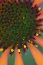 Echinacea, Purple coneflower, Echinacea purpurea 'Art's pride'.