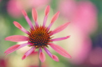 Echinacea, Purple coneflower, Echinacea.