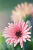 Gerbera.