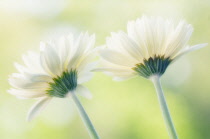 Gerbera.