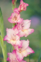 Gladiolus.