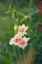 Gladiolus.