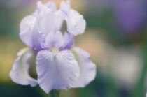 Iris, Bearded iris, Iris germanica.