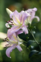 Lily, Oriental lily, Lilium.