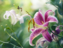 Lily, Oriental lily, Lilium.