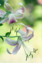 Lily, Oriental lily, Lilium.