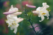 Lily, Easter lily, Lilium longiflorum.