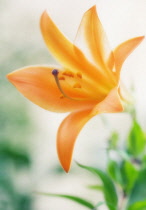 Lily, Oriental lily, Lilium.