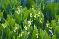 Lily-of-the-valley, Convallaria majalis.