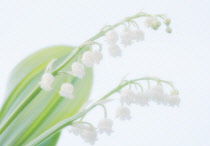 Lily-of-the-valley, Convallaria majalis.