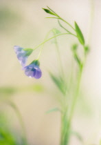 Linseed, flax, Linum usitatissimum.