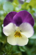 Pansy, Viola wittrockiana.