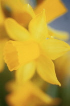 Daffodil, Narcissus.