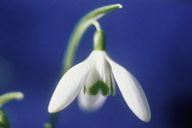 Snowdrop, Galanthus nivalis.