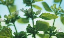 Lemon Balm, Melissa officinalis.