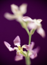 Night-scented Stock, Matthiola longipetala.