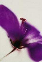 Cranesbill, Geranium.