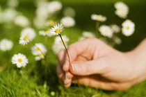 Daisy, Lawn daisy, Bellis perennis.