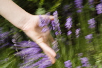 Lavender, Lavandula.