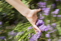 Lavender, Lavandula.