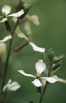 Rocket, Eruca sativa.