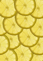 Lemon, Citrus limon.