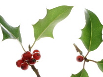 Holly, Ilex.