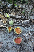 Coconut, Cocos nucifera.