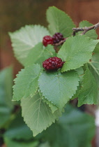 Mulberry, Morus nigra.