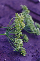 Fennel, Foeniculum vulgare.