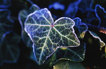 Ivy, Hedera helix.