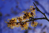 Witch Hazel, Hamamelis.