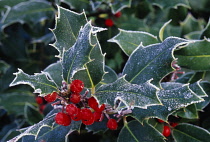 Holly, Ilex aquifolium.