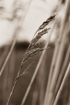 Reeds, Sedge, Phragmites australis.