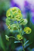 Euphorbia, Spurge, Euphorbia amygdaloides var robbiae.