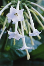 Tobacco Plant, Nicotiana sylvestris.